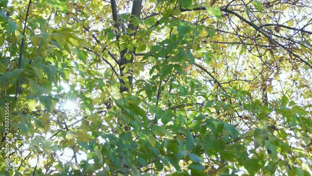The Sun's Rays Make Their Way through the Dense Foliage of Trees in the Park. The Sun the Glare of the Sun and Yellow Green Foliage. The Sun's Rays Make Their Way through the Dense Foliage of Trees in the Park. The Sun the Glare of the Sun and Yellow Green Foliage.