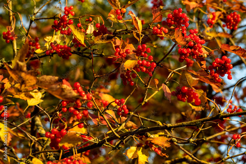 Fototapeta premium Tree barberries with leaves in the forest. 