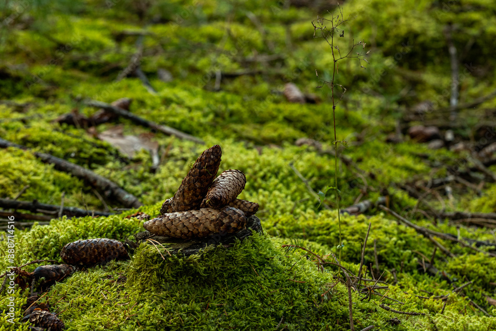 fir cones on tree stump overgrown with moss in coniferous Latvian forest fir cones on tree stump overgrown with moss in coniferous Latvian forest