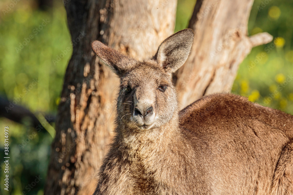 Eastern Grey Kangaroos male