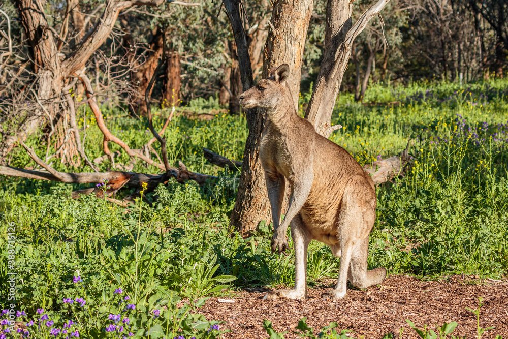 Eastern Grey Kangaroos male