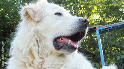 Anatolian purebred sheepdog. Akbash,akbas, white dog