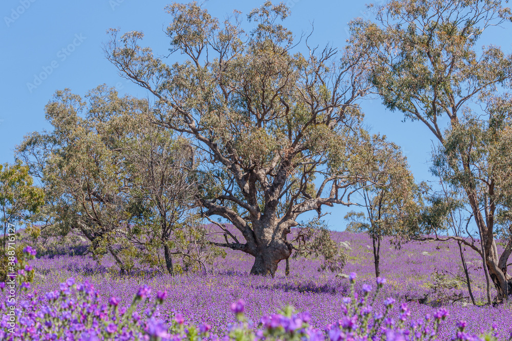 Viper’s bugloss spread over a field in front of a gum tree