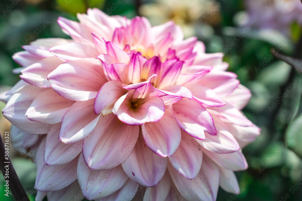 Pink Dahlia flower close-up. Autumn flower