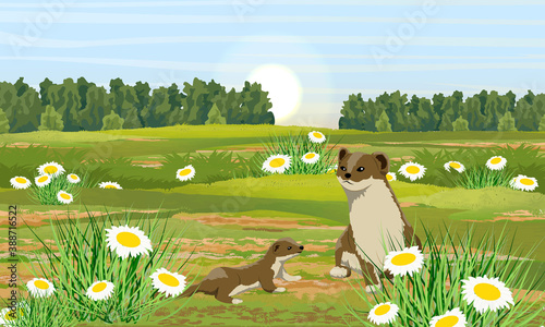 Summer brown ermine and her cub in a meadow with daisies. Wild animals of the arctic. Mustela erminea. Realistic vector landscape
