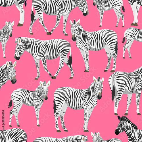 Seamless pattern with zebras on a pink background. Animals of Africa. Plains zebra Equus quagga or common zebra. Vector background