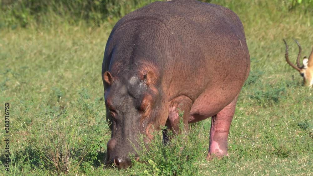 Hippopotamuses grazing at day time, on the banks of Lake Kariba, Zimbabwe