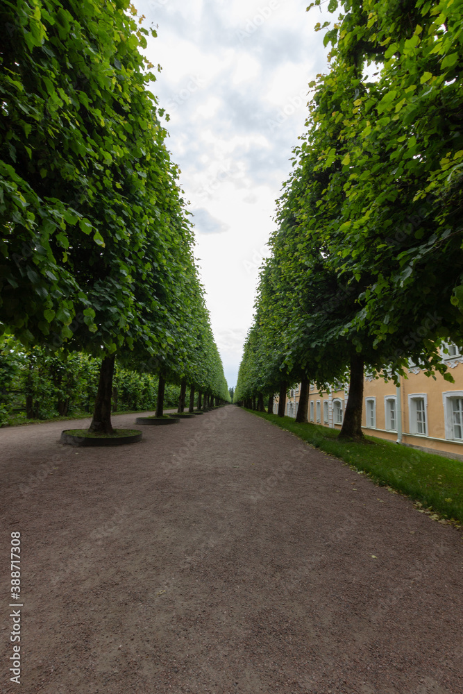 Avenue of beautiful green spaces. The road through the forest. Parks of Russia.