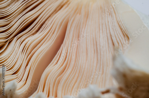 Close-up of mushroom gills. Under the mushroom cap.