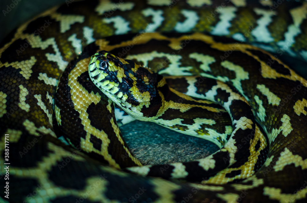 Morelia spilota cheynei, or the jungle carpet python Morelia spilota cheynei, or the jungle carpet python