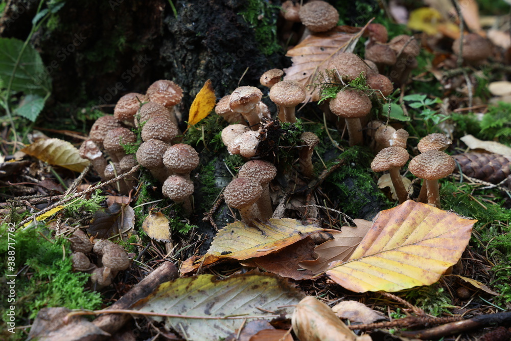 Autumn mushrooms grow in the forest on a stump Autumn mushrooms grow in the forest on a stump