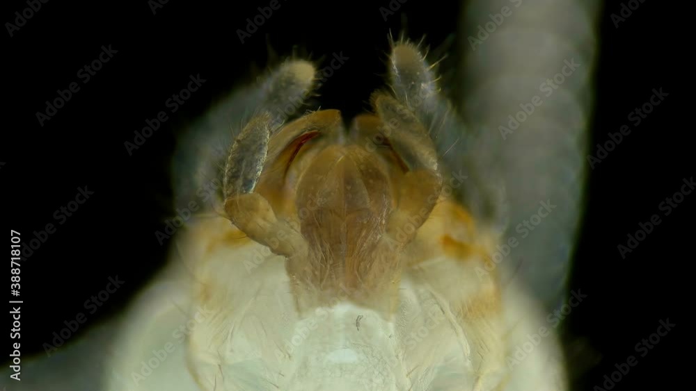 Termite (Isoptera) Reticulitermes speratus under a microscope, family ...