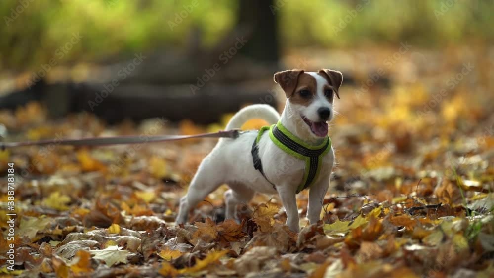 Dog on an autumn day in the fresh air. Purebred Jack Russell Terrier is in the woods on a leash. The concept of friendship between people and Pets. Dog on an autumn day in the fresh air. Purebred Jack Russell Terrier is in the woods on a leash. The concept of friendship between people and Pets.