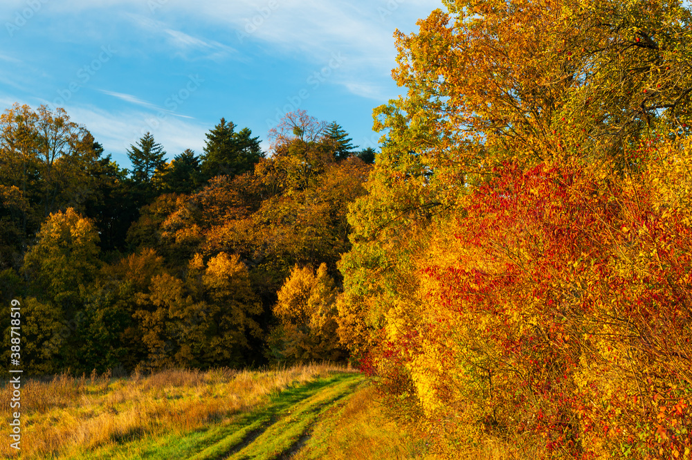 Naklejka premium Barevný podzim na Slovácku