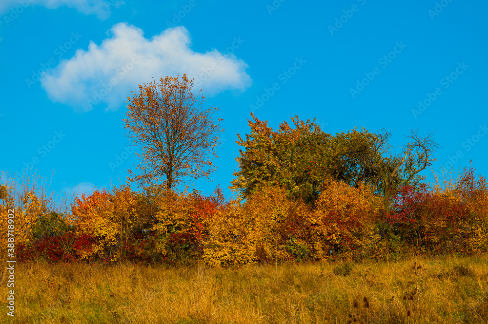 Fototapeta premium Barevný podzim