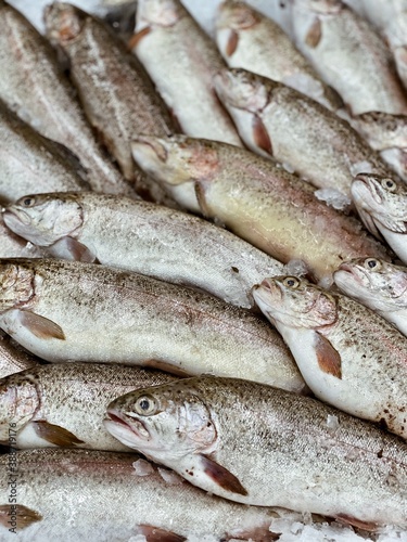 trout fresh fish for food patterns