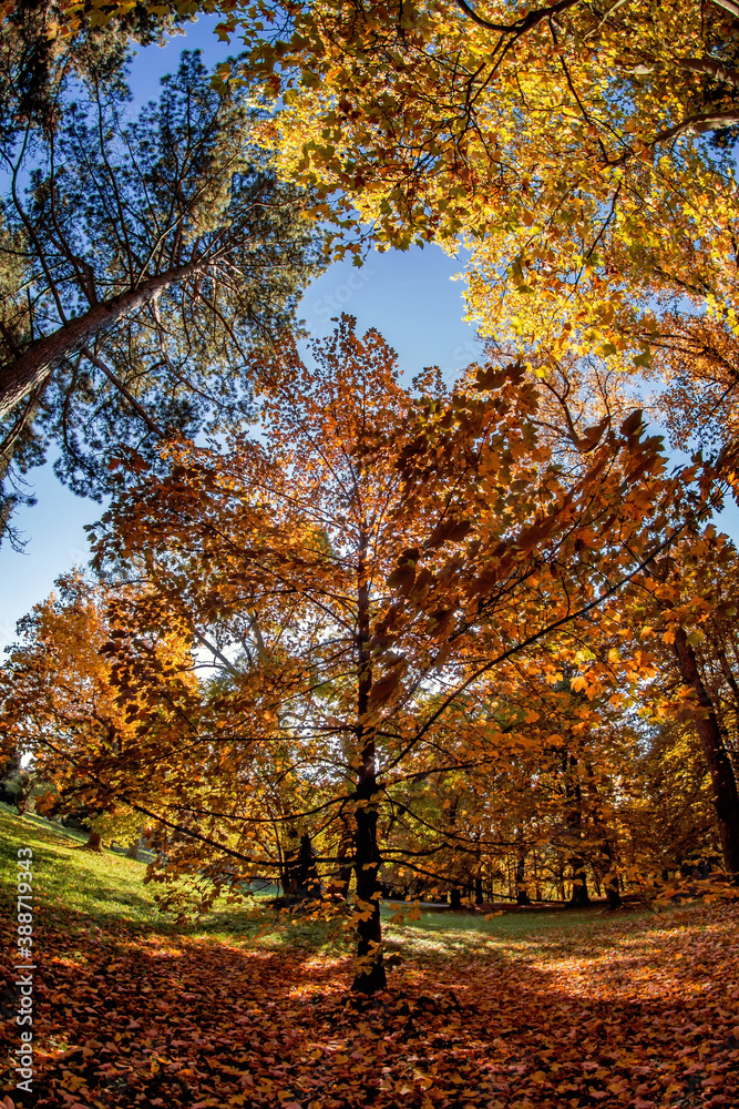 Autumn scenery of colorful trees in the park in Topoľčianky village, Slovakia. Autumn scenery of colorful trees in the park in Topoľčianky village, Slovakia.
