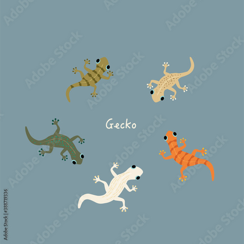 Fototapeta Naklejka Na Ścianę i Meble -  Vector cute colorful gecko illustration set