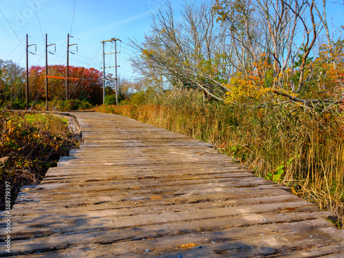 Boardwalk for electrical pole repair trucks over the swamp in the wood  photo