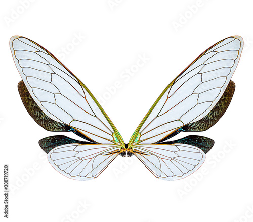 insect wings on a white background,isolated