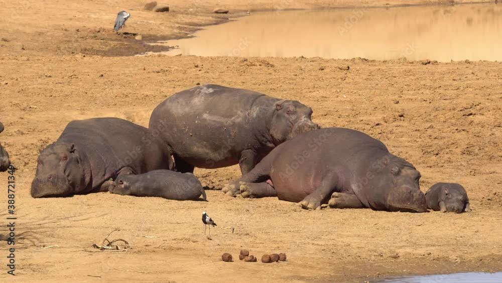 a herd of Hippos- adults and young, on land, near the water a herd of Hippos- adults and young, on land, near the water