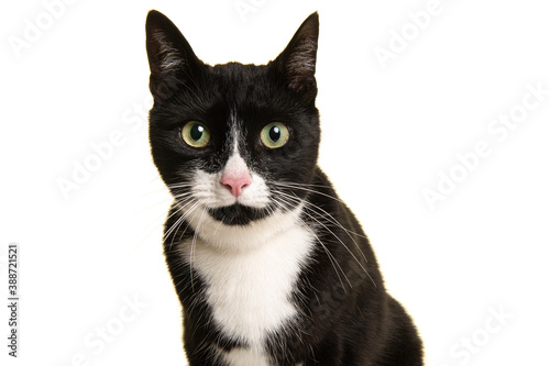 Portrait of a pretty black and white cat leaning forward looking straight at the camera isolated on a white background