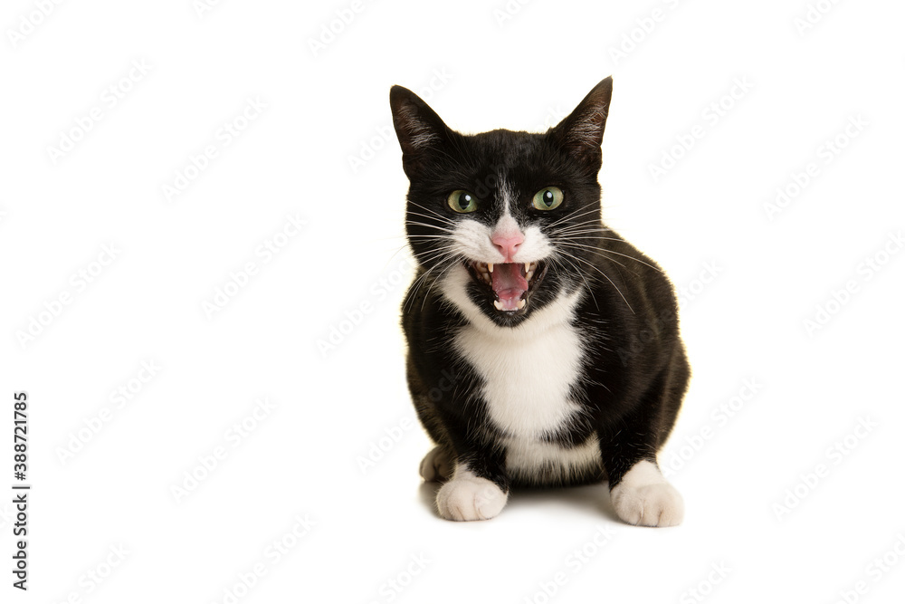 Fototapeta premium Pretty black and white cat lying down looking at the camera with mouth open like its talking or screaming isolated on a white background