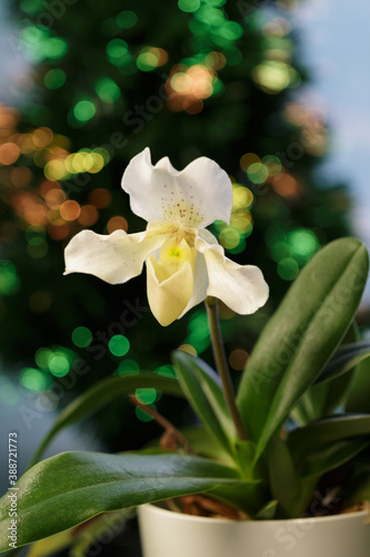 Flower of the orchid Lady's slipper of the genus paphiopedilum variety Rosy Dawn on blurred christmas tree garland. Home and garden interior flowers 