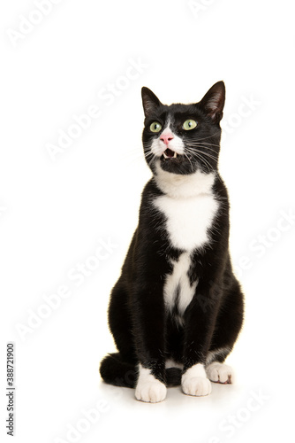Black and white sitting european shorthair cat looking up with mouth open isolated on a white background