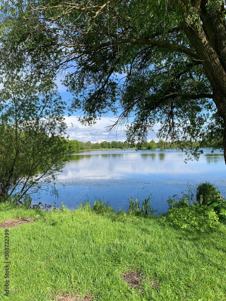 lake and forest