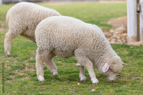 草を食む羊 © Paylessimages