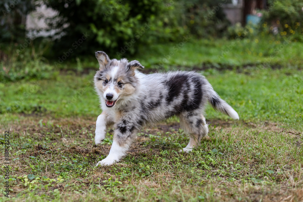 Small beautiful shetland sheepdog running around garden. Small beautiful shetland sheepdog running around garden.