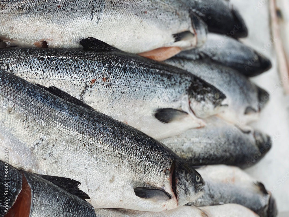 Obraz premium raw fish on iced background