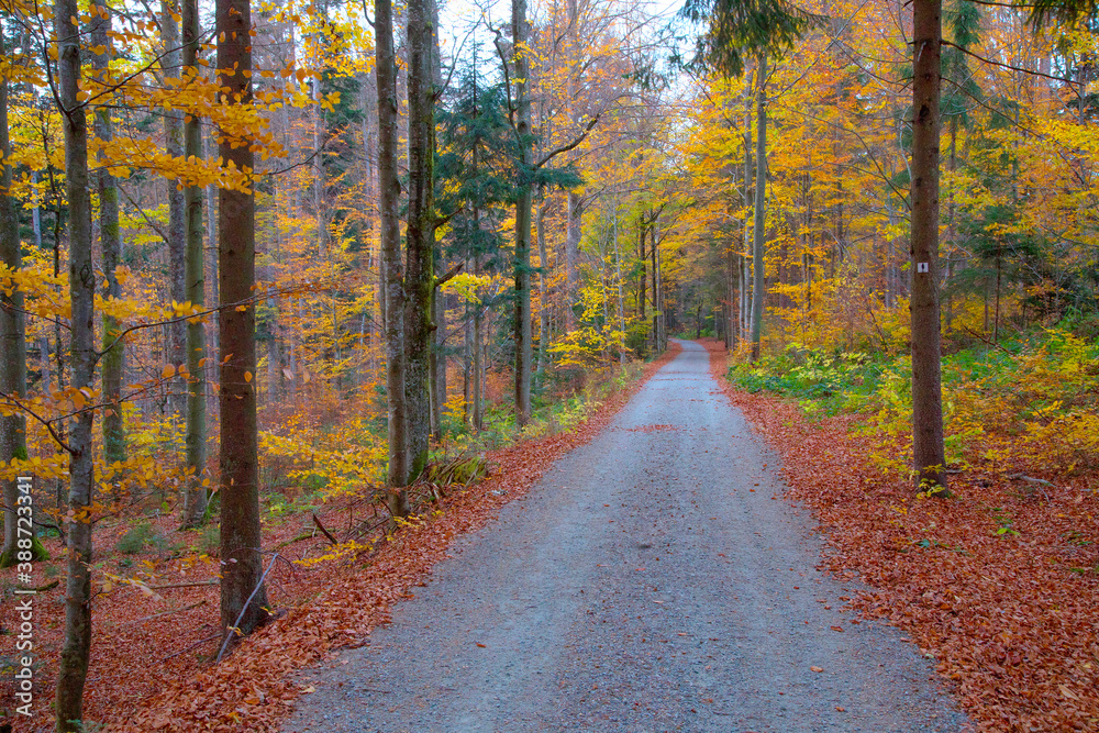 Bunter Herbstwald mit Weg, Bayern, Deutschland, Europa