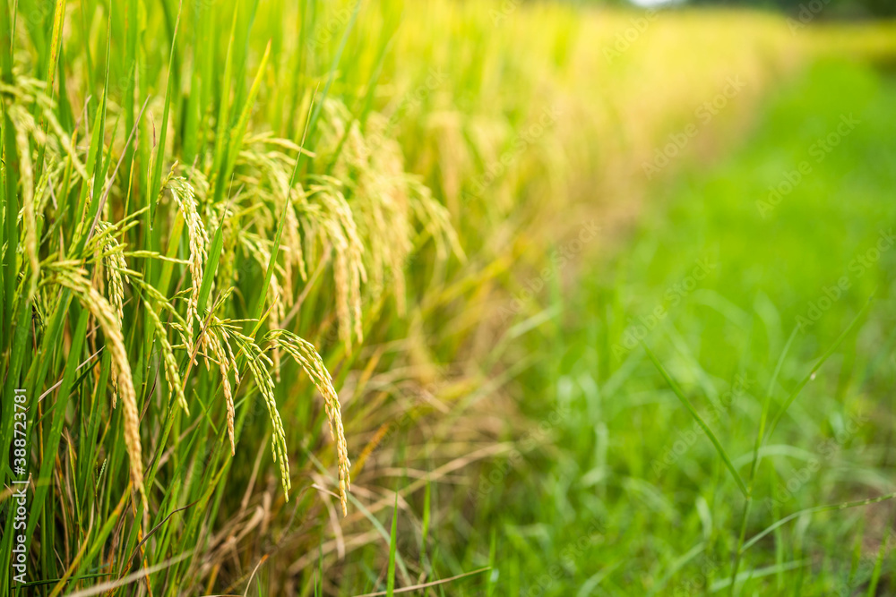 Beautiful Ripe Rice paddy field background Chiangmai Thailand. Beautiful Ripe Rice paddy field background Chiangmai Thailand.