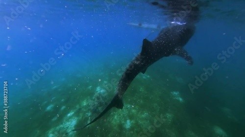 Wallpaper Mural Cebu, Philippines - July, 2018 - Underwater footage of a whale shark. Torontodigital.ca