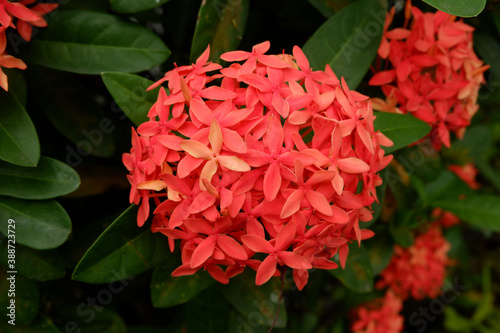 Pink Ixora coccinea  also known as jungle geranium  flame of the woods or jungle flame or pendkuli  is a species of flowering plant in the family Rubiaceae. Indonesian called it as Bunga Jarum.