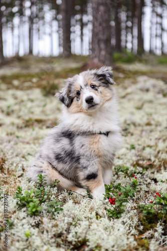 Small beautiful blue merle shetland sheepdog puppy sitting in forest moss near red berries.