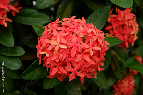 Pink Ixora coccinea  also known as jungle geranium  flame of the woods or jungle flame or pendkuli  is a species of flowering plant in the family Rubiaceae. Indonesian called it as Bunga Jarum.