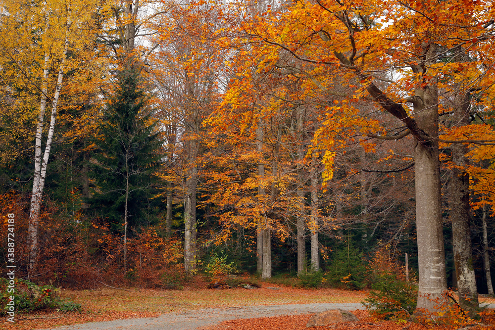 Fototapeta premium Bunter Herbstwald mit Weg, Bayern, Deutschland, Europa