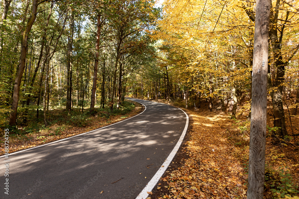 Fototapeta premium Empty asphalt road through the autumn forest