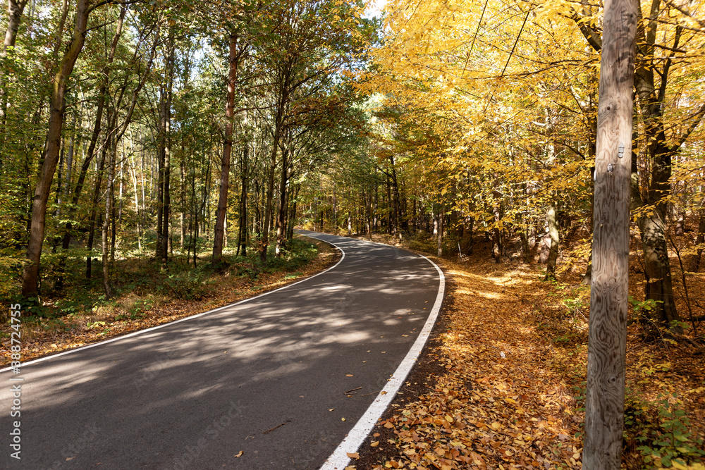 Empty asphalt road through the autumn forest