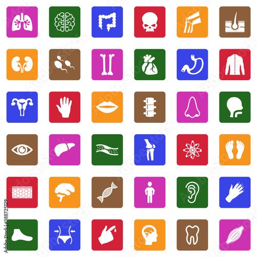 Human Anatomy Icons. White Flat Design In Square. Vector Illustration.