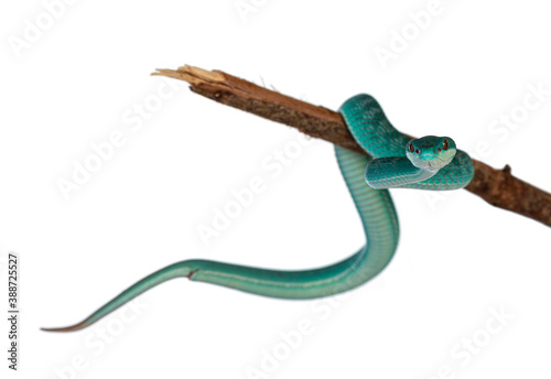 Baby male Blue white lipped pitviper aka Trimeresurus insularis snake, curled around wooden branch. Isolated on white background.