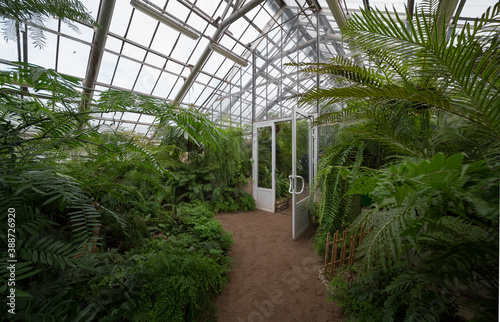  green ferns and plants in a tropical greenhouse