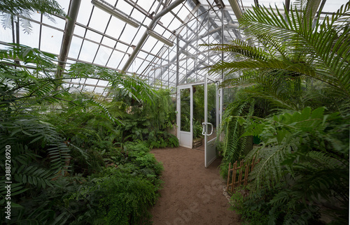 
green ferns and plants in a tropical greenhouse