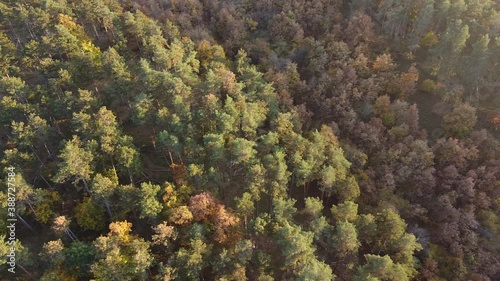 Fall forest from drone perspective