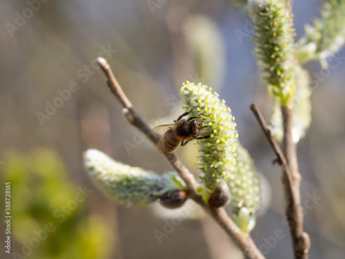 Honey bee feeding on catkin in spring