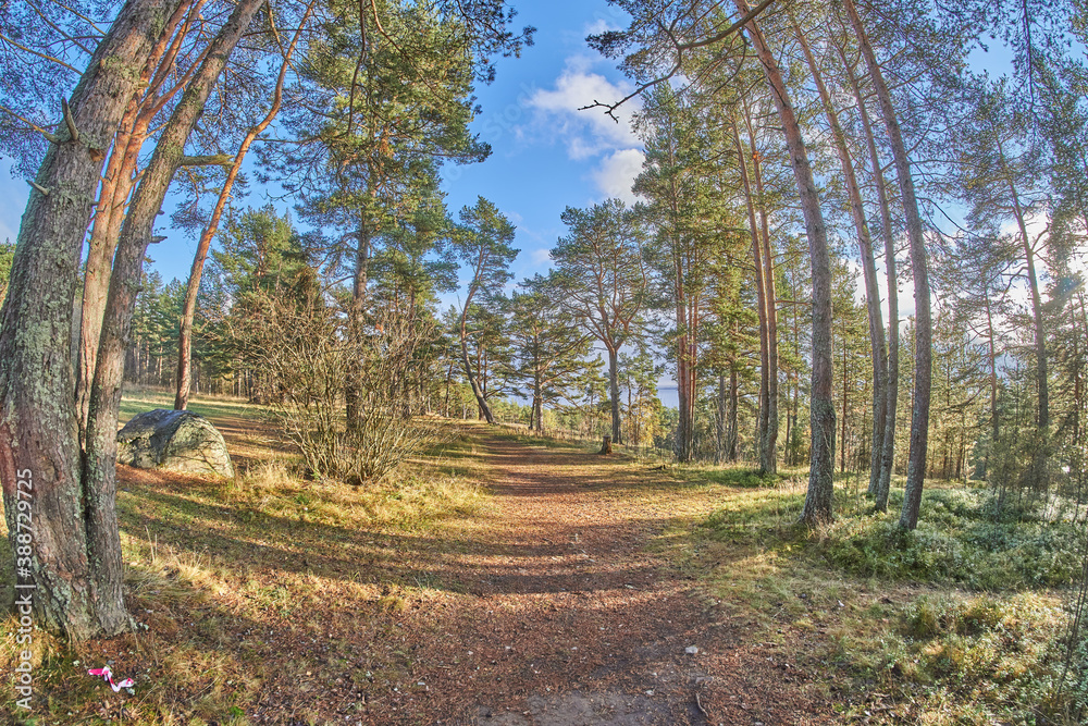 Fototapeta premium beautiful forest road in autumn
