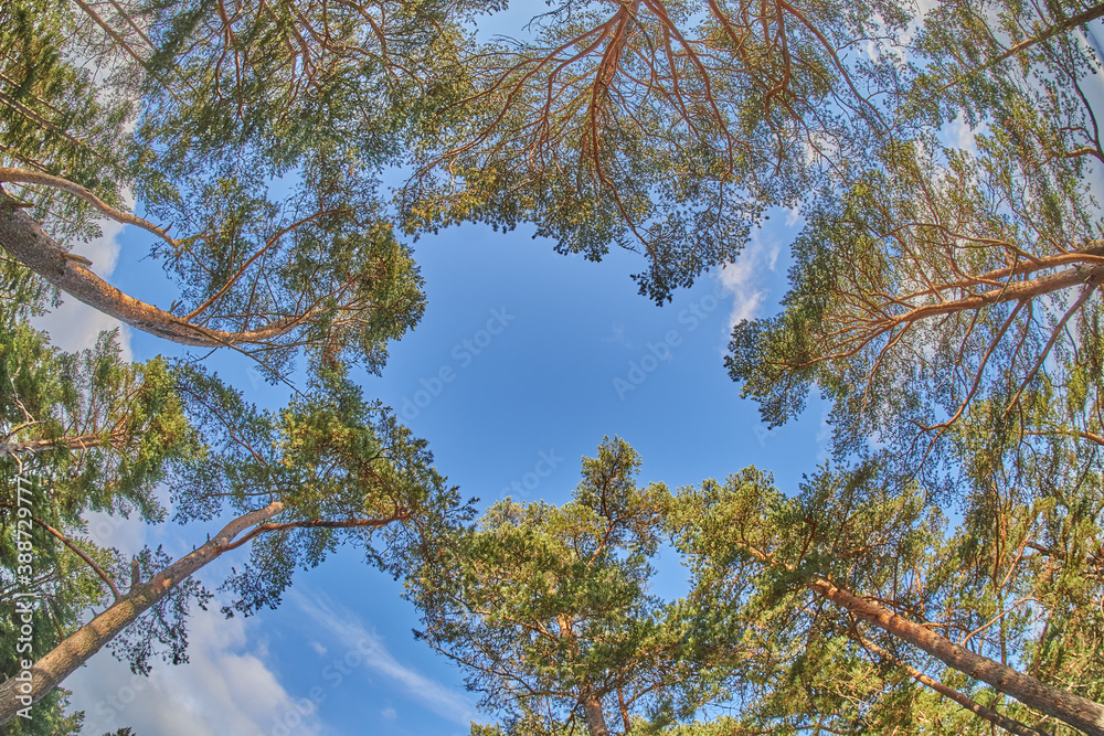 Obraz premium tree crowns from bottom to top